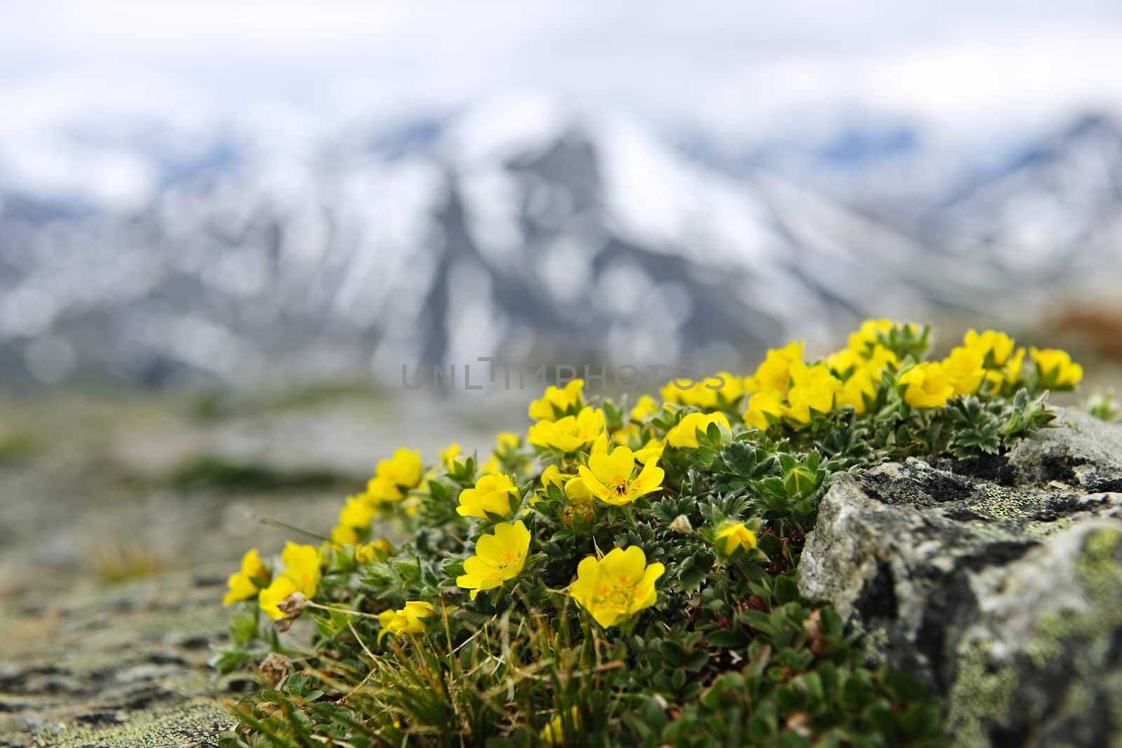 Alpine meadow with potentilla flowers blooming on Whistlers mountain in Jasper National Park, Canada