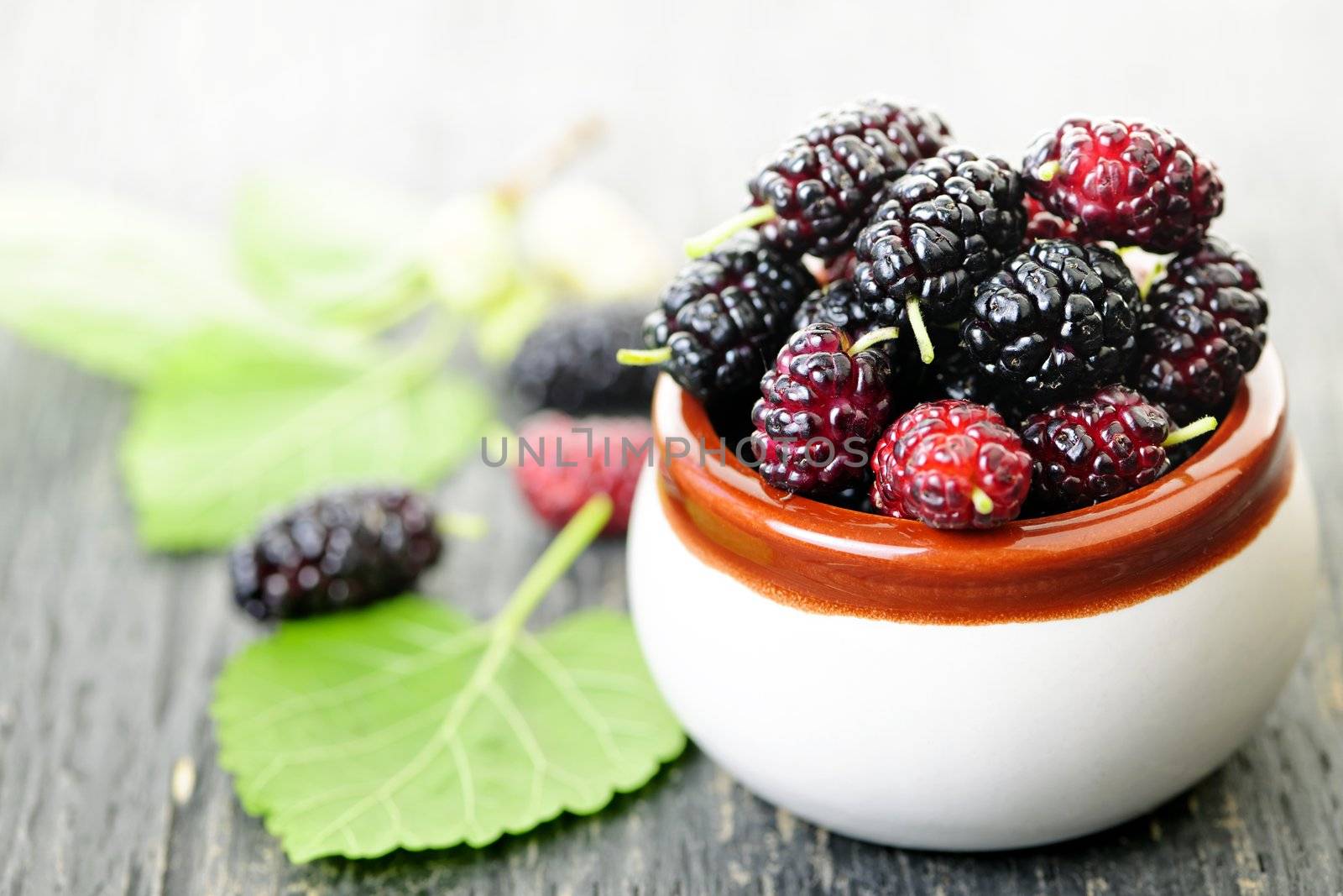 Ripe mulberry berries in a bowl, freshly picked