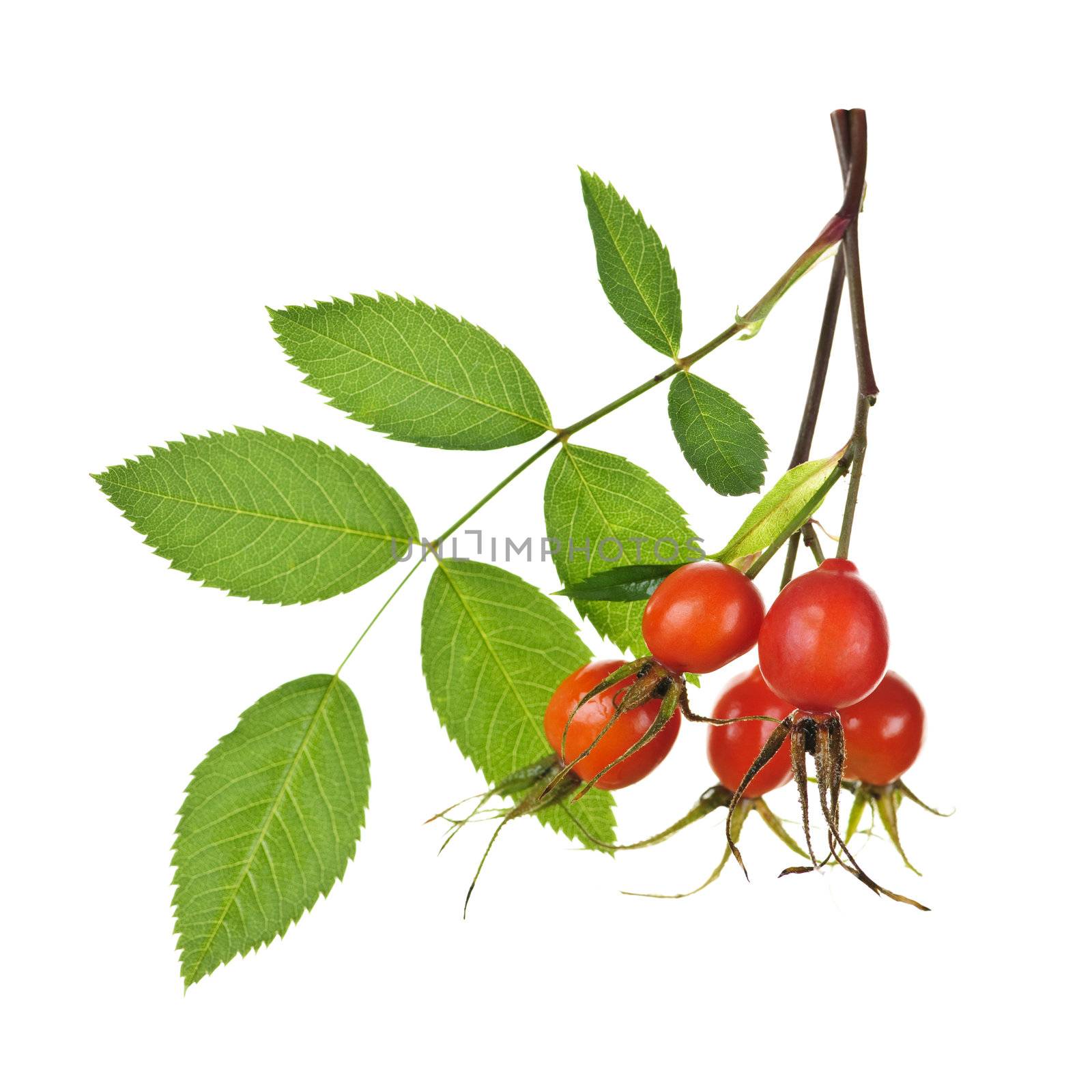 Rose branch with rosehips isolated on white background