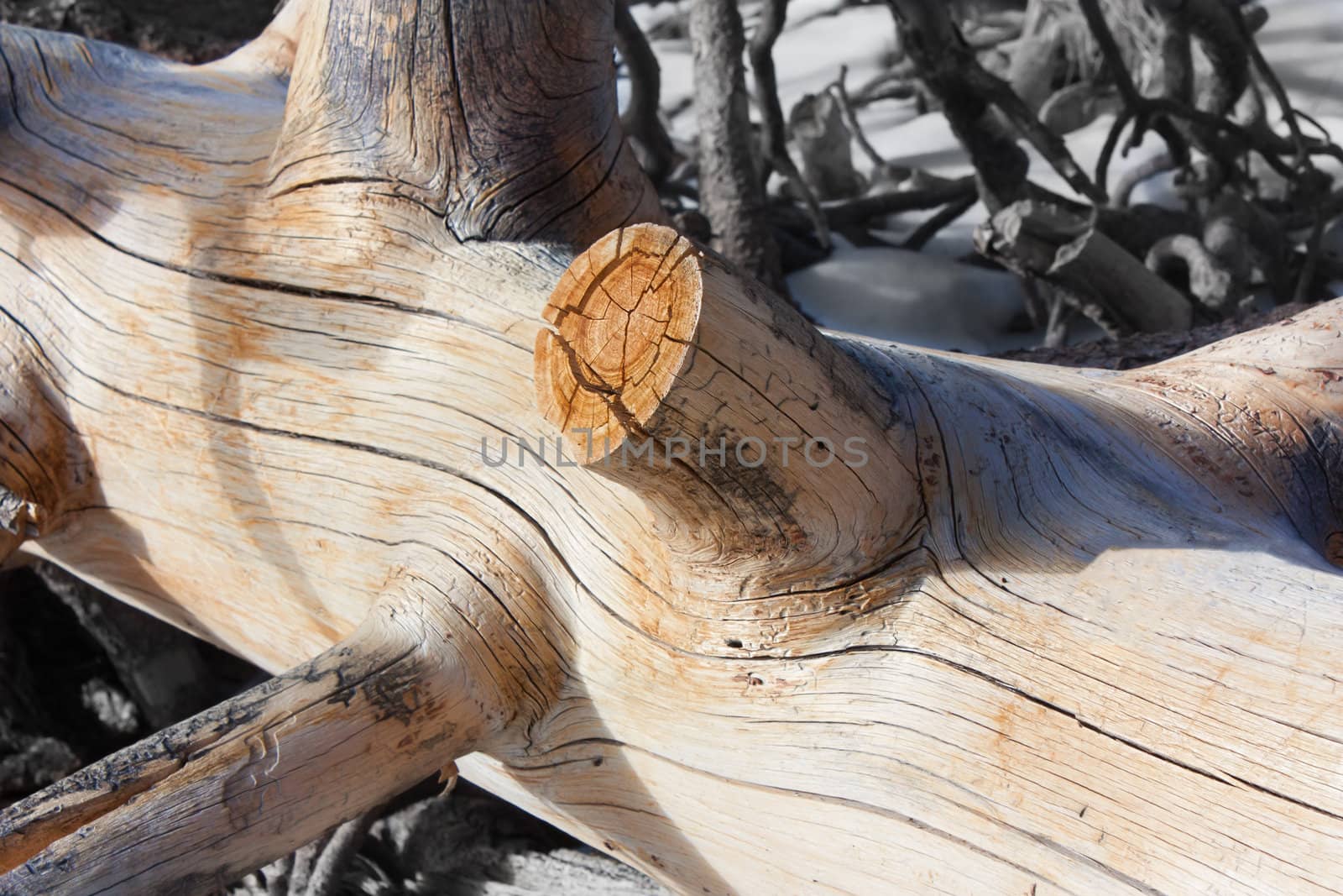 Fallen Pine by wolterk