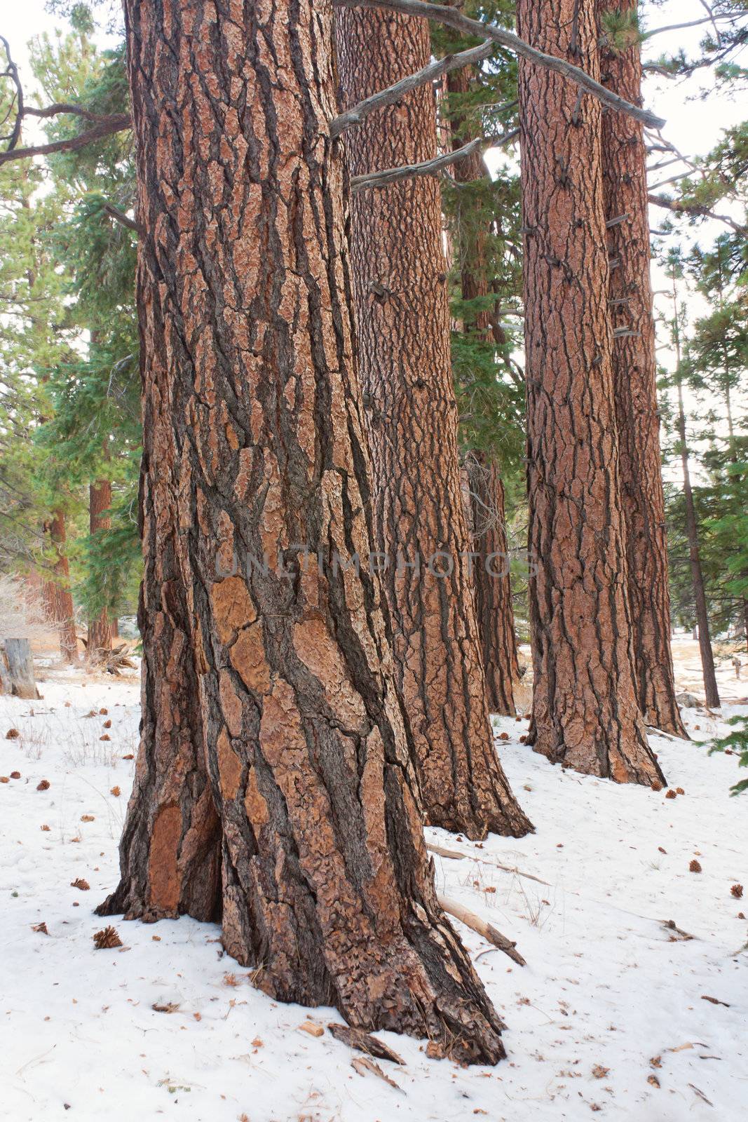 A stand of mature Coulter Pine in Mount San Jacinto State Park.