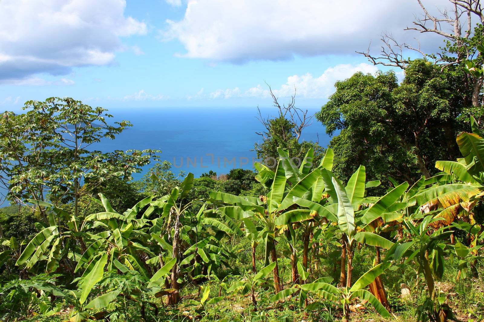 Tropical vegetation and forest scenery on the Caribbean island of Tortola.