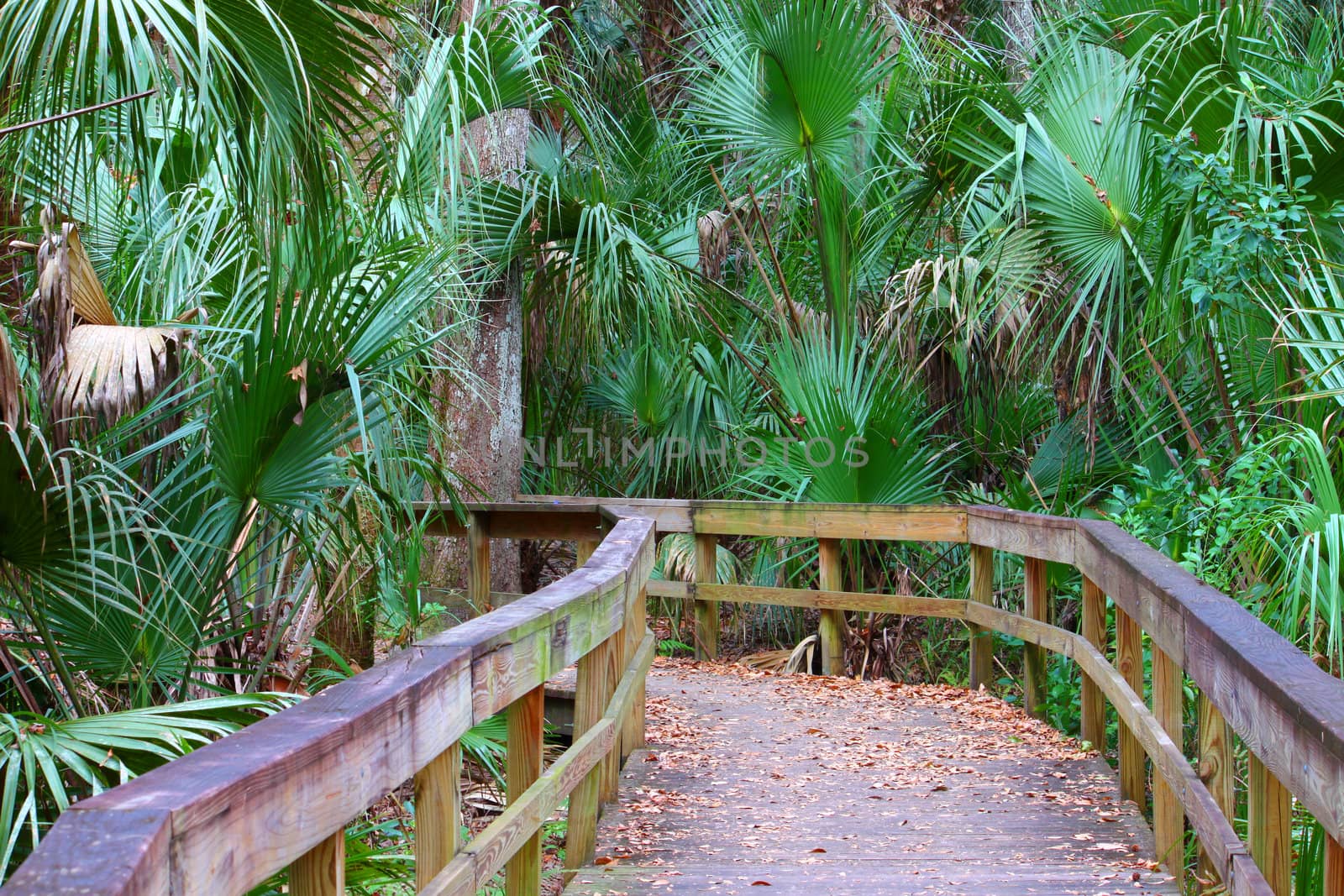 Boardwalk through the swampy landscape of Highlands Hammock State Park in Florida.