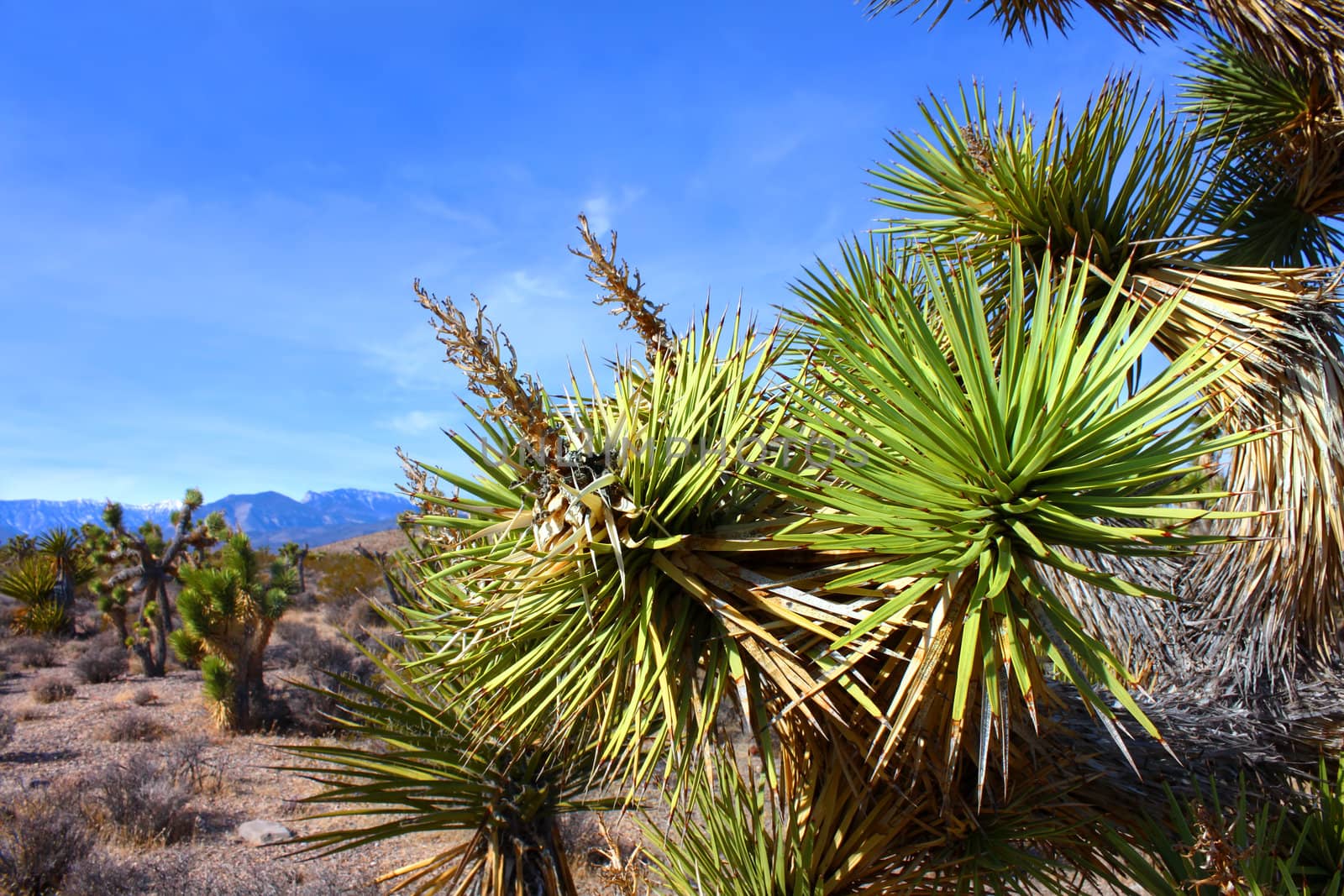 Joshua Tree (Yucca brevifolia) in the desert ecosystem northwest of Las Vegas.
