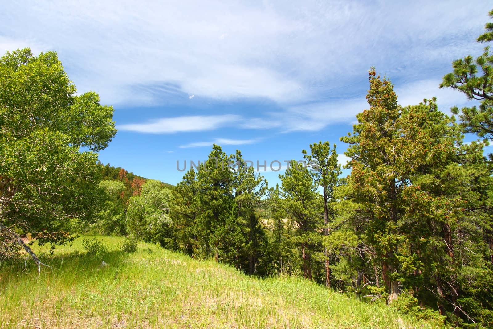 Trees grow on a hillside in the Bighorn National Forest of Wyoming.