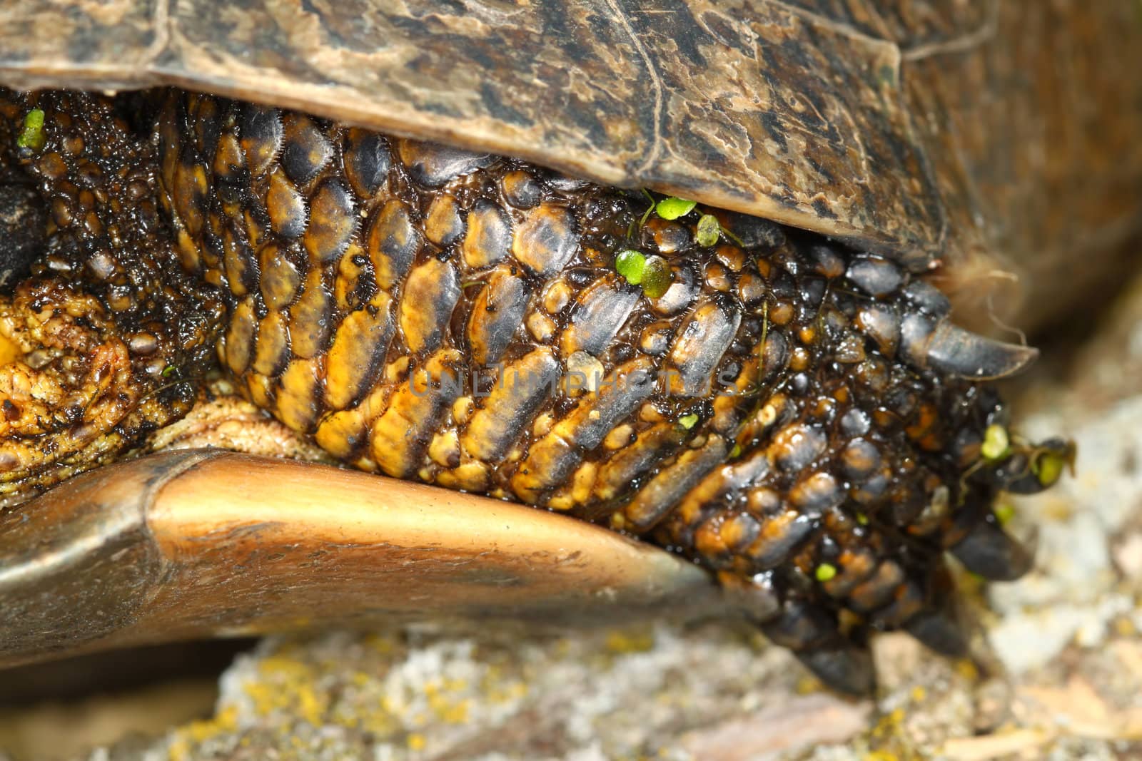 Protective scales cover the leg of a Blandings Turtle (Emydoidea blandingii).