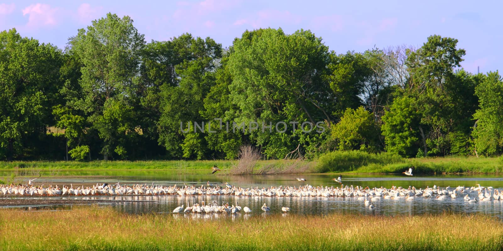 American White Pelicans in Illinois by Wirepec