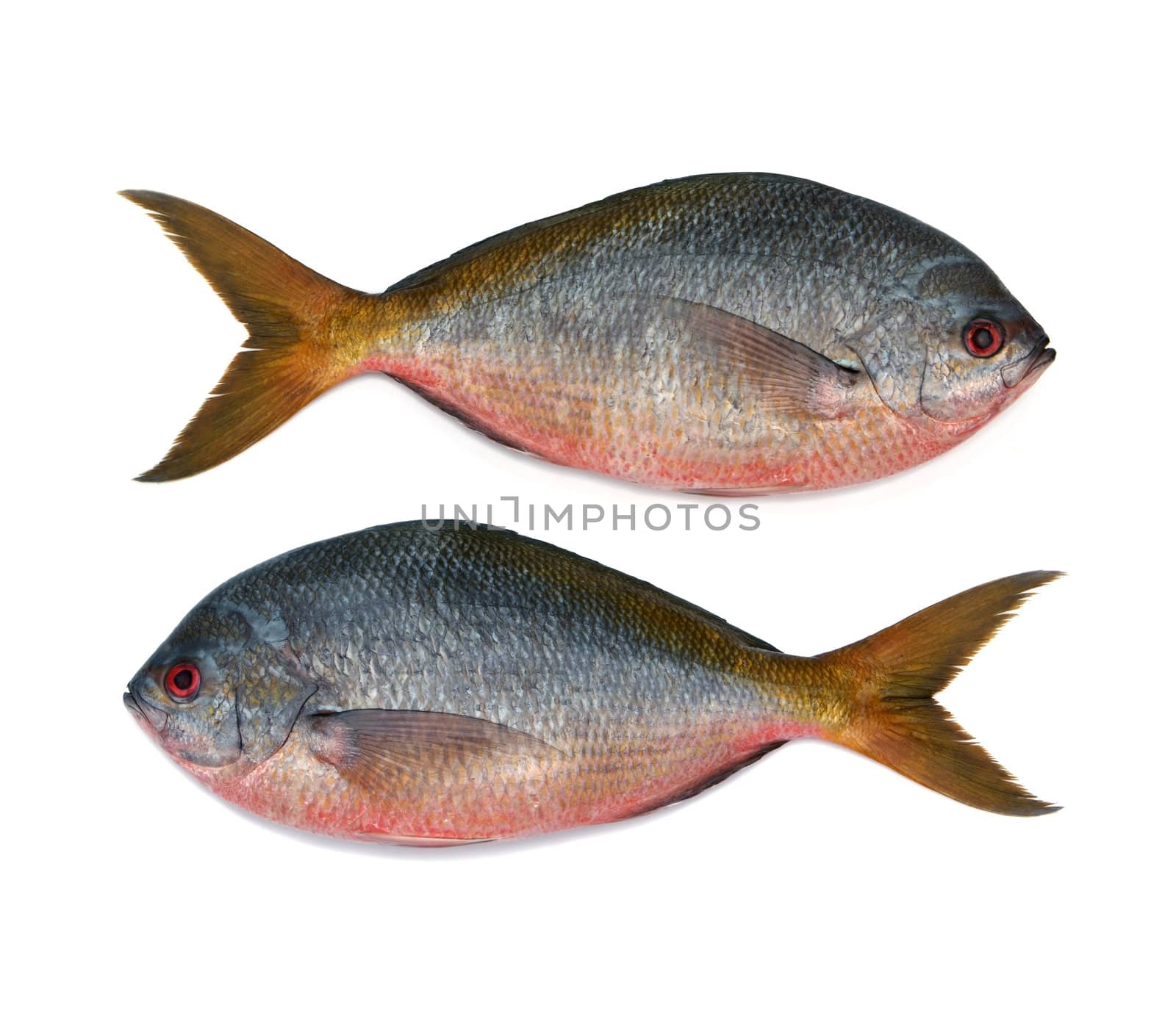 Yellowtail fusilier fish isolated on white background 