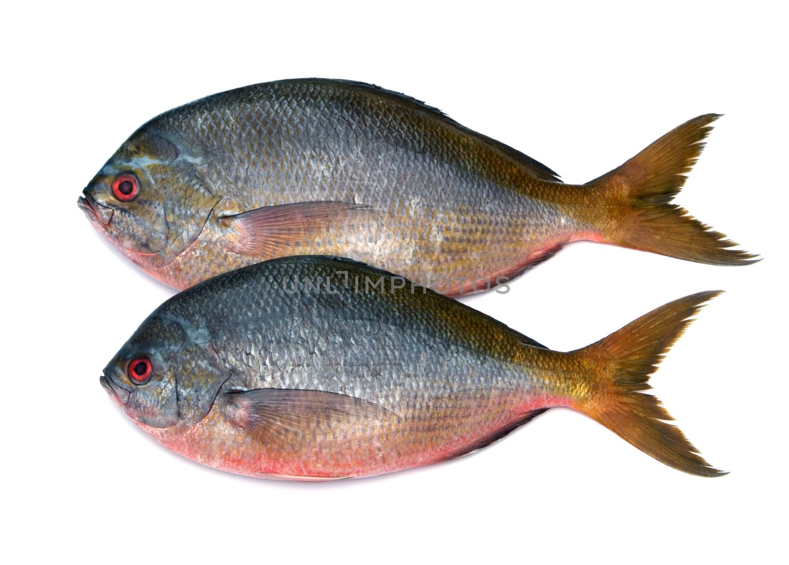 Yellowtail fusilier fish isolated on white background 