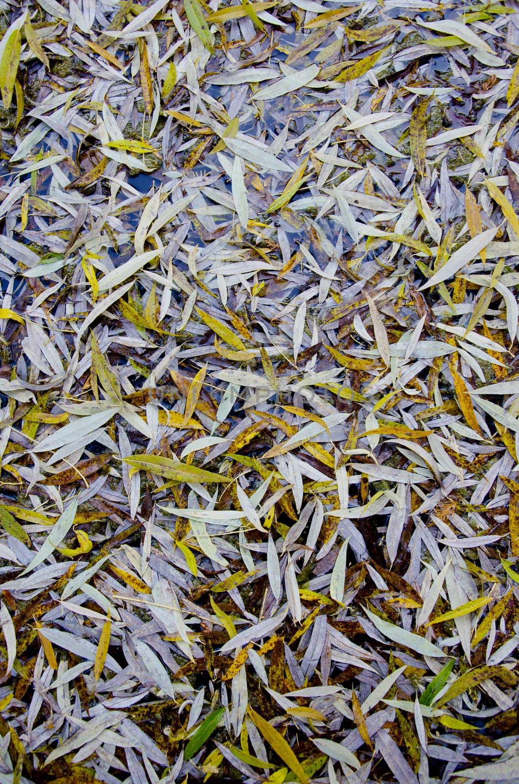 Willow leaves fallen on ground in autumn. Elongated narrow leaf background.