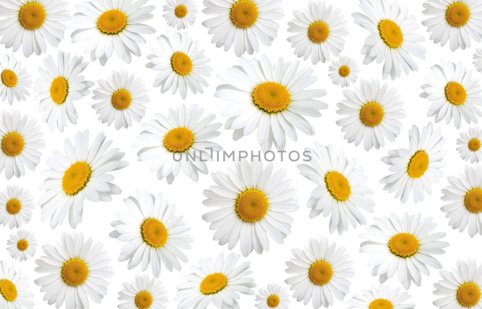 chamomile flowers texture, on a white background