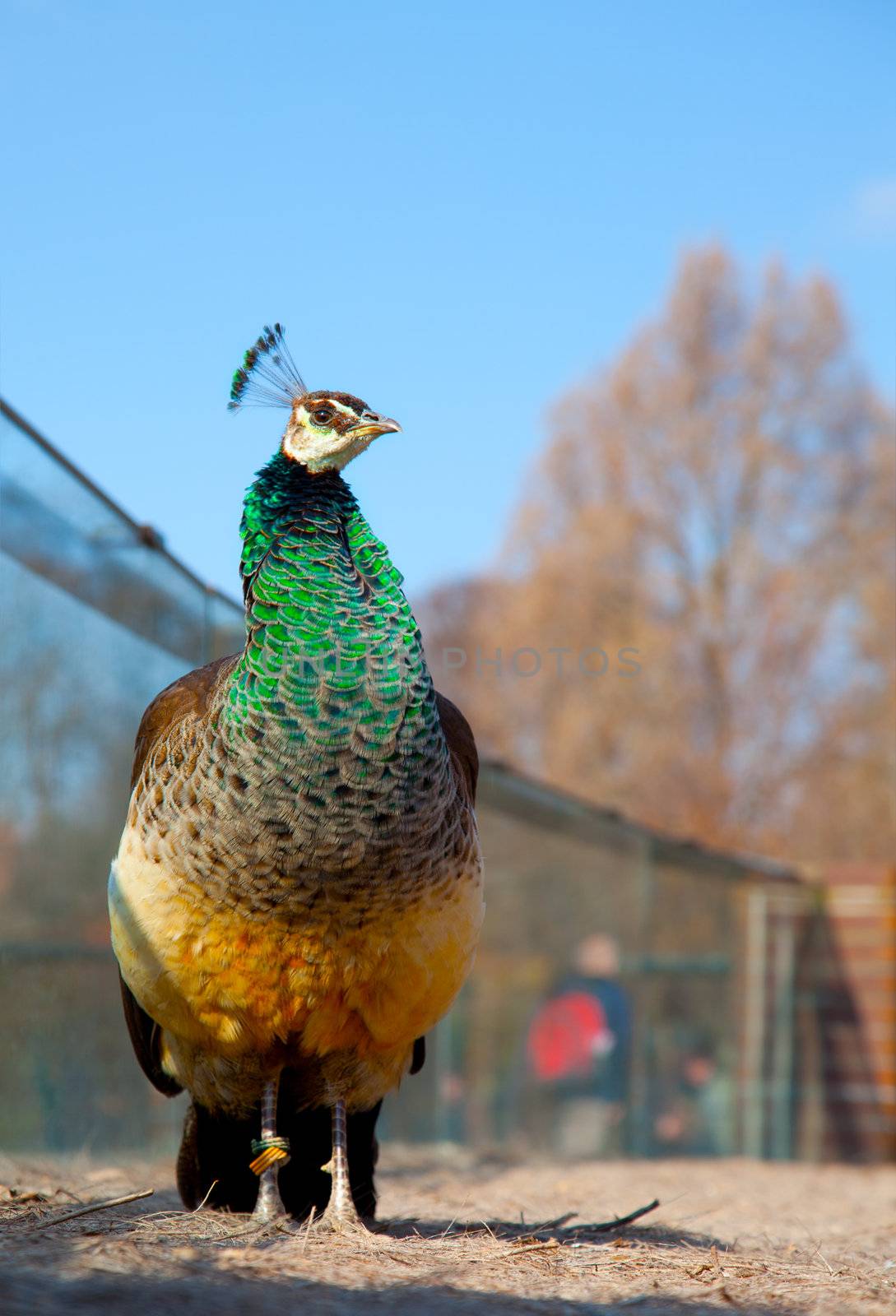 Peacock  by motorolka