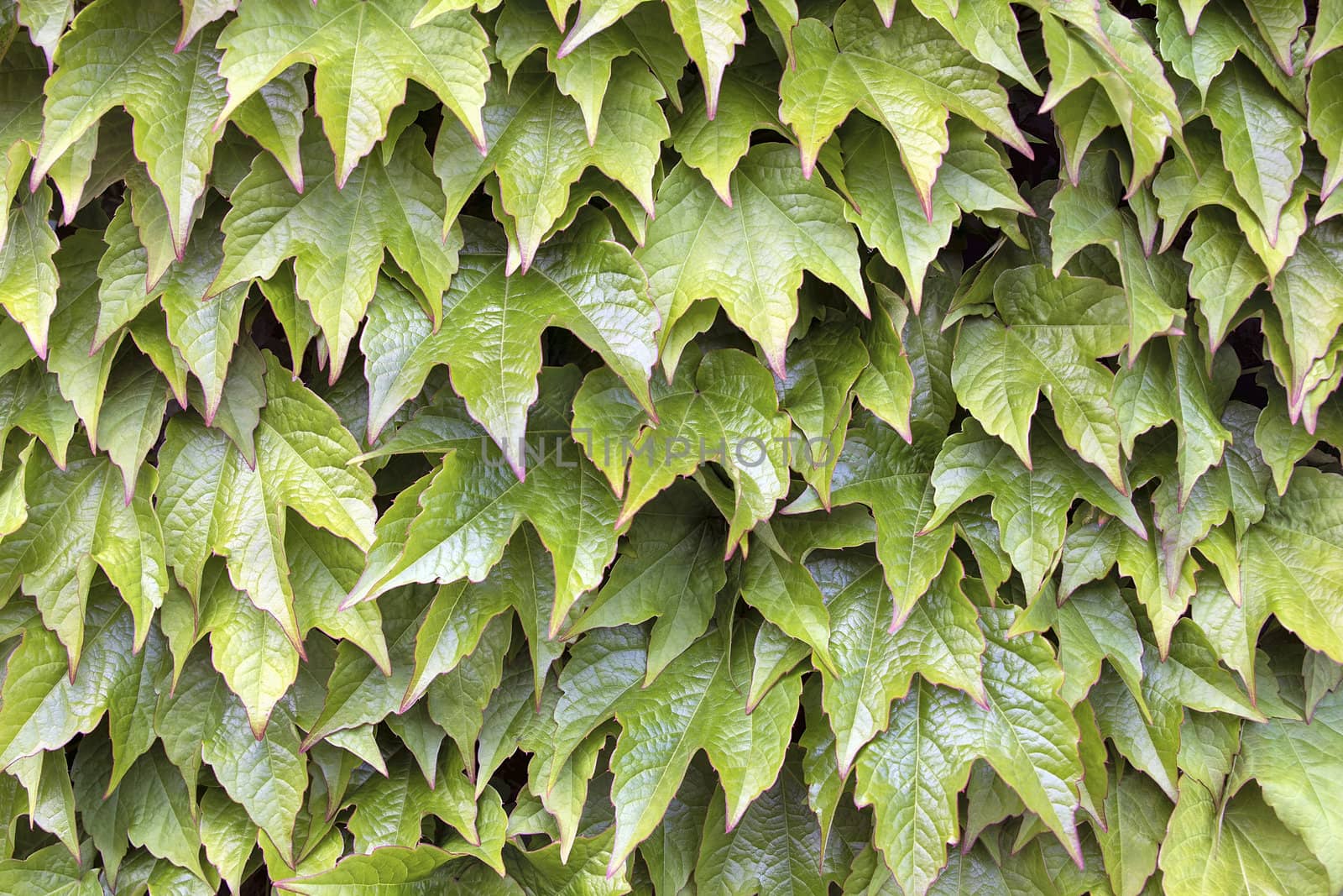 Boston Ivy Climbing Vines Foliage in Springtime Background