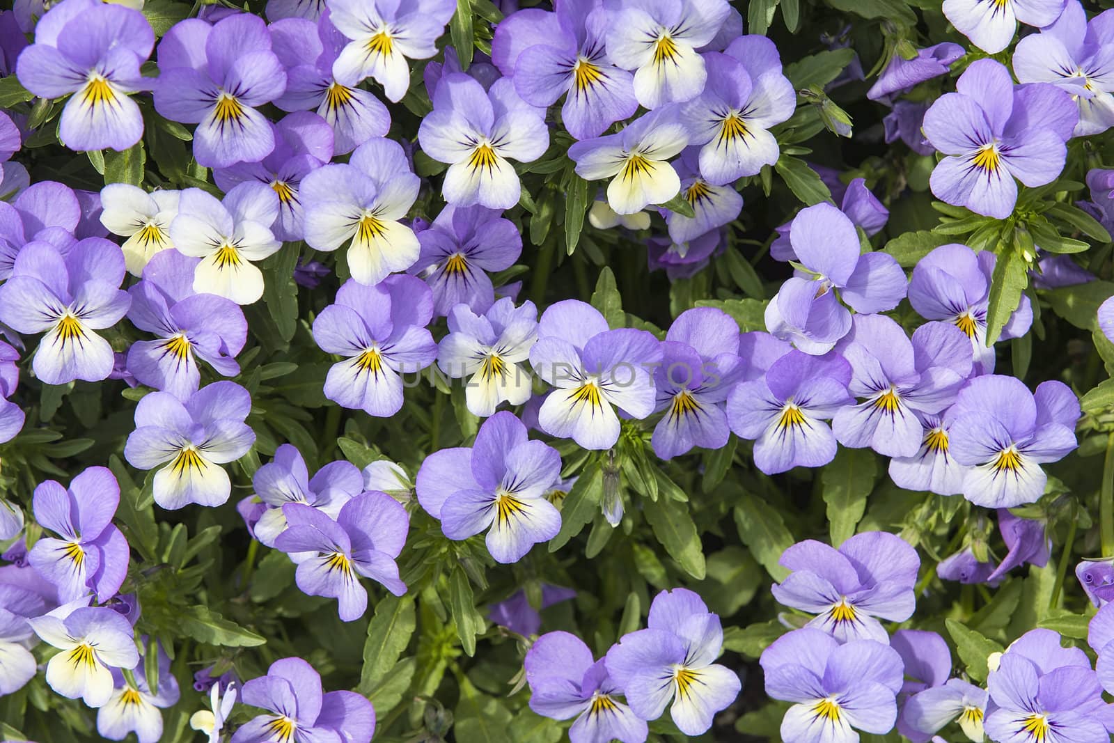 Pansy Flowers Blooming in the Garden Background