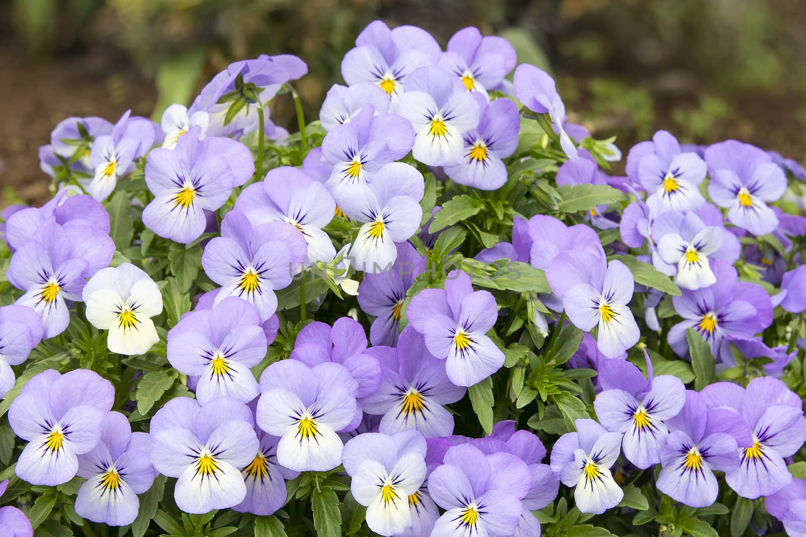Bunch of Pansy Flowers Blooming in the Garden