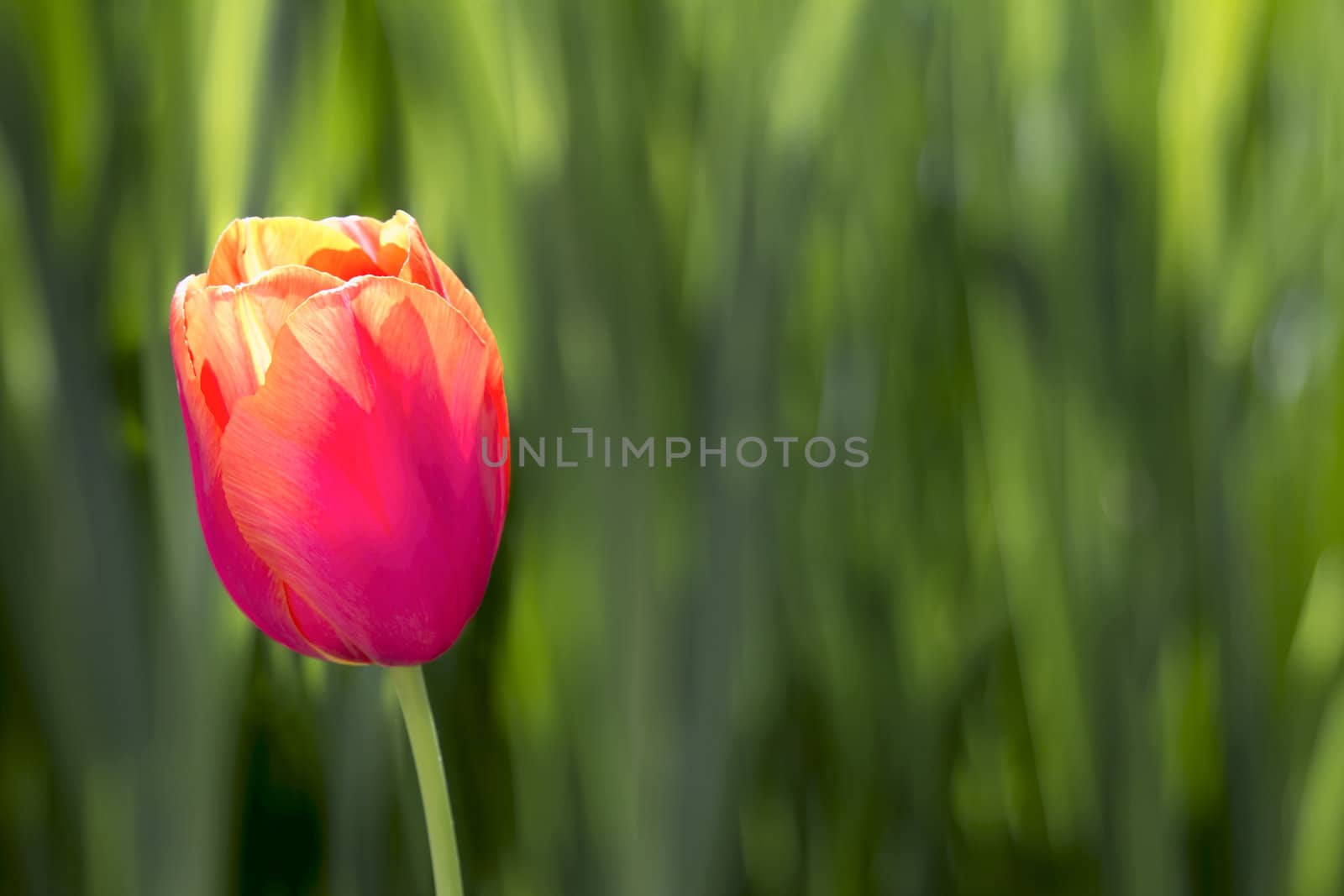 Single Pink and Yellow Colored Tulip Flower on Blurred Green Foliage Background