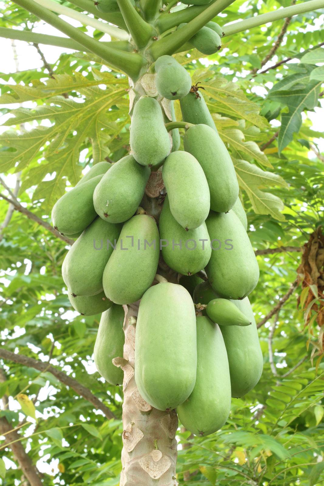 papaya fruit on the tree