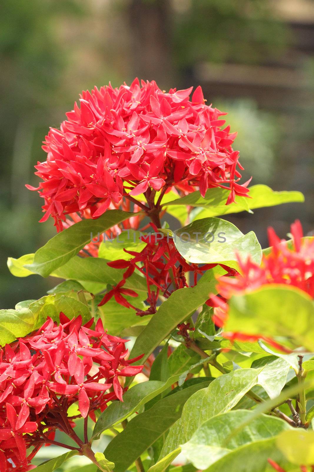 Jungle geranium (Ixora coccinea). Close-up. Red color