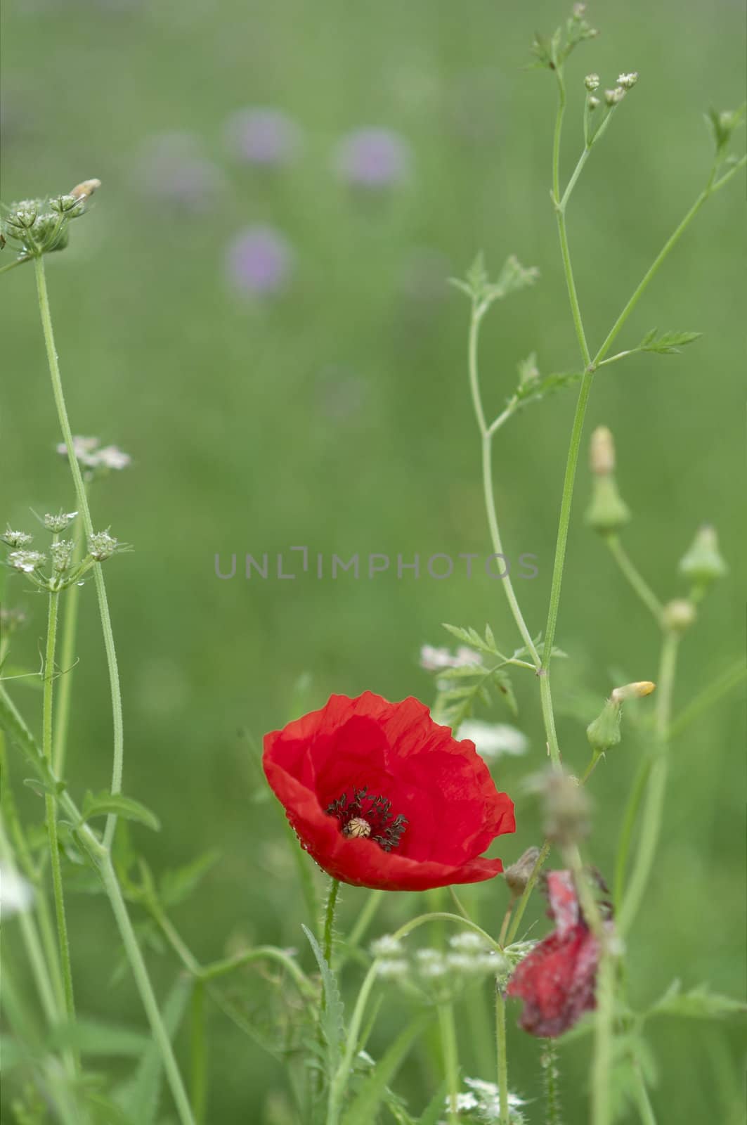  Poppies on a green meadow