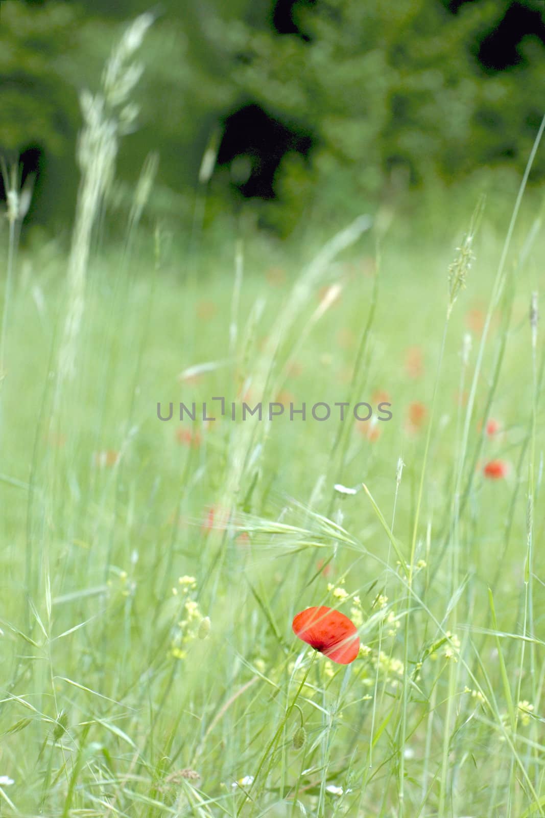  Poppies on a green meadow