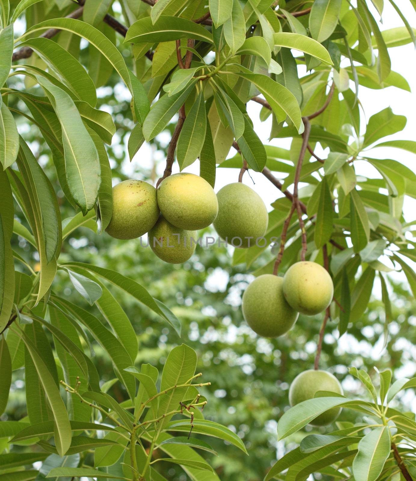 Cerbera oddloam fruit on the tree