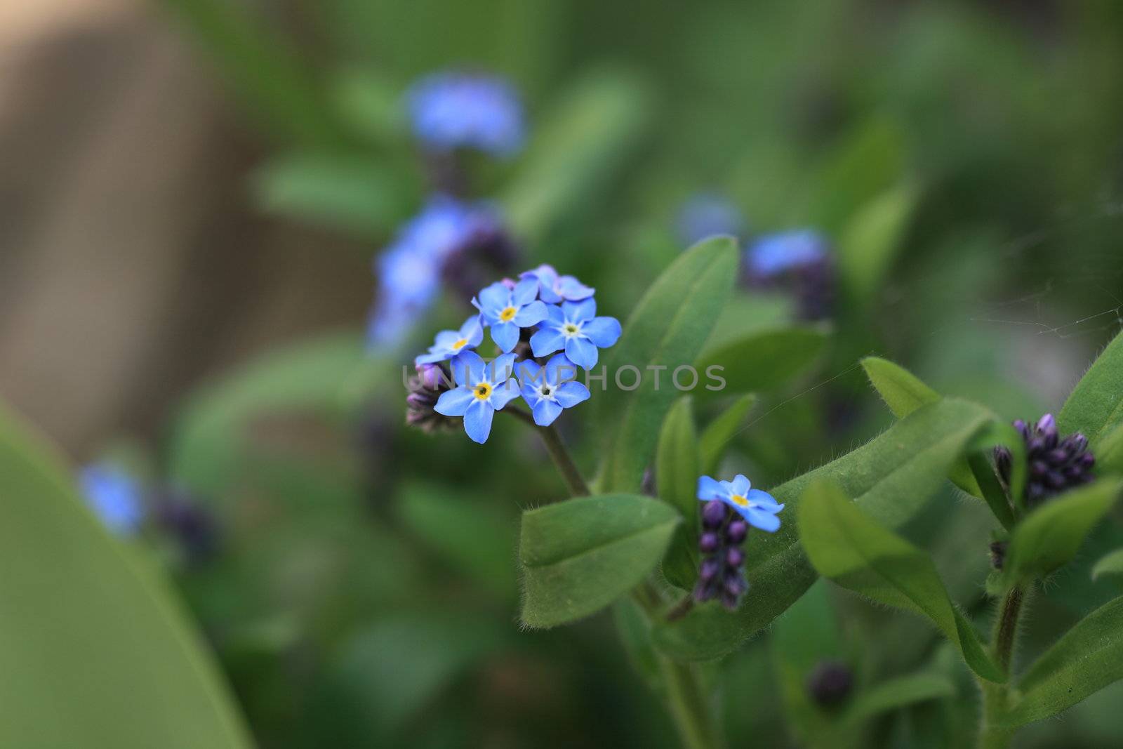 Close up image of beautiful wild purple flower