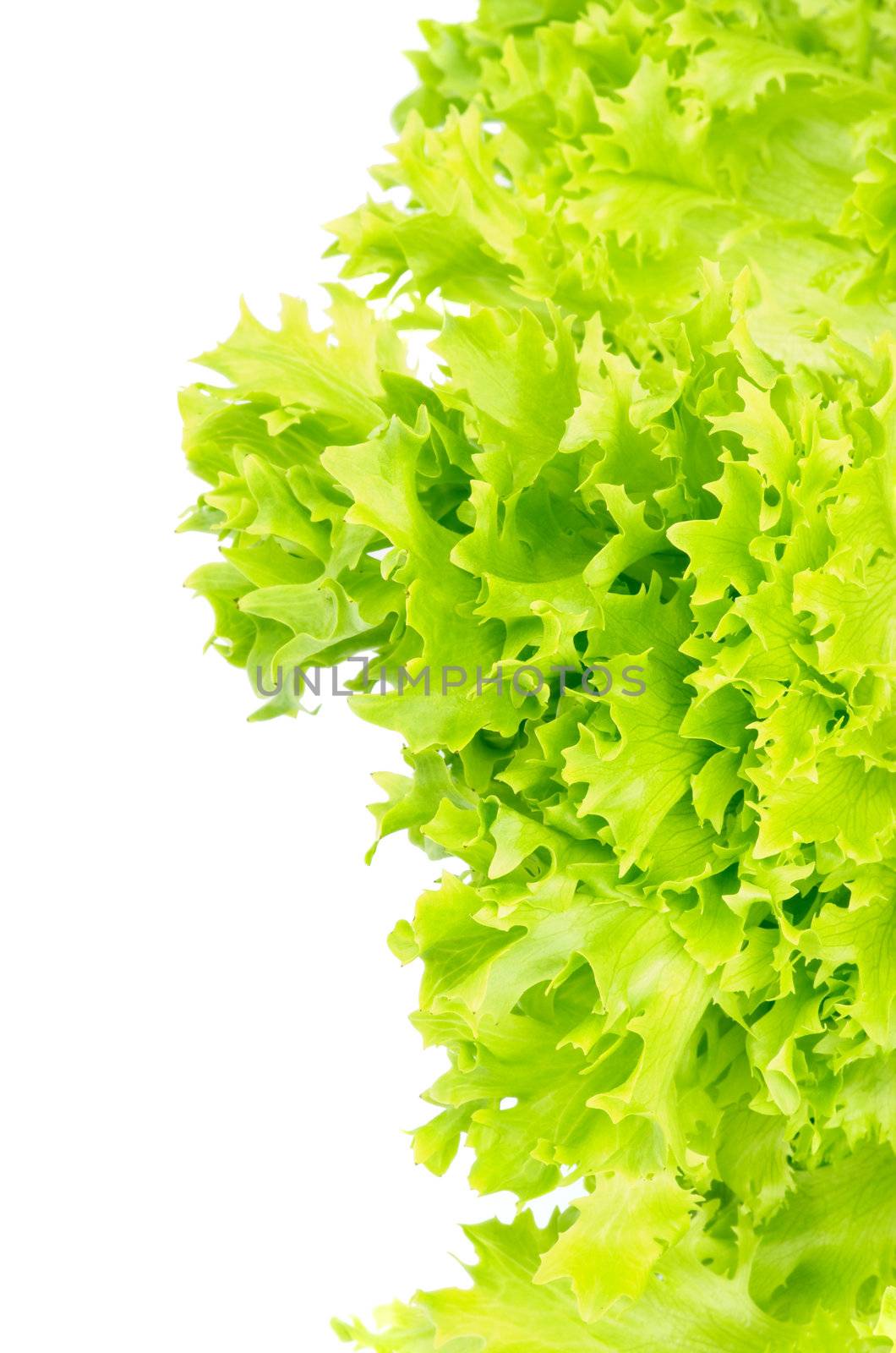 Fresh Lettuce Leafs closeup on white background