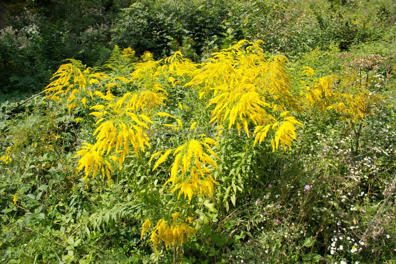 Beautiful european goldenrod