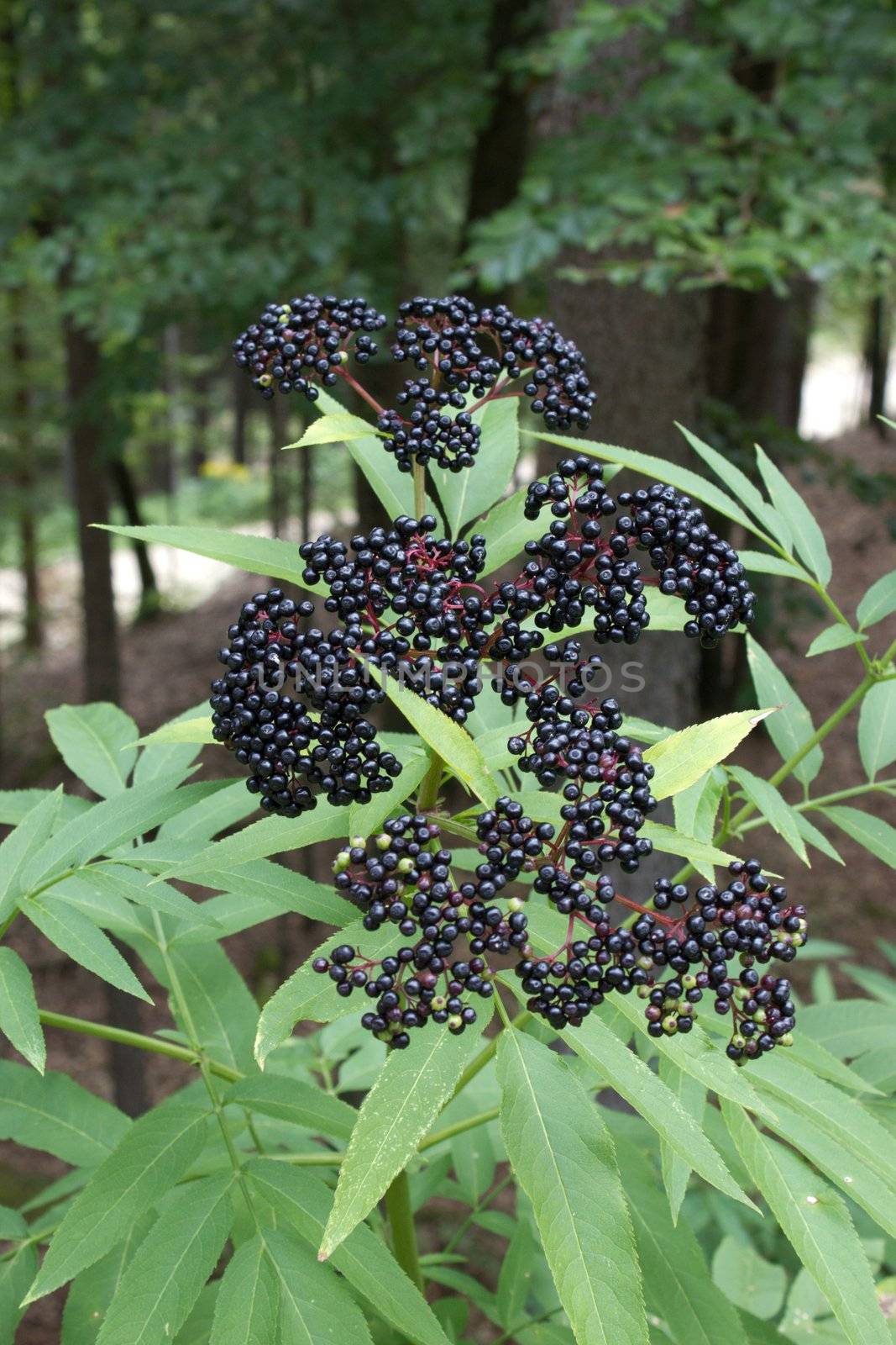 An elderberry bush in the forest