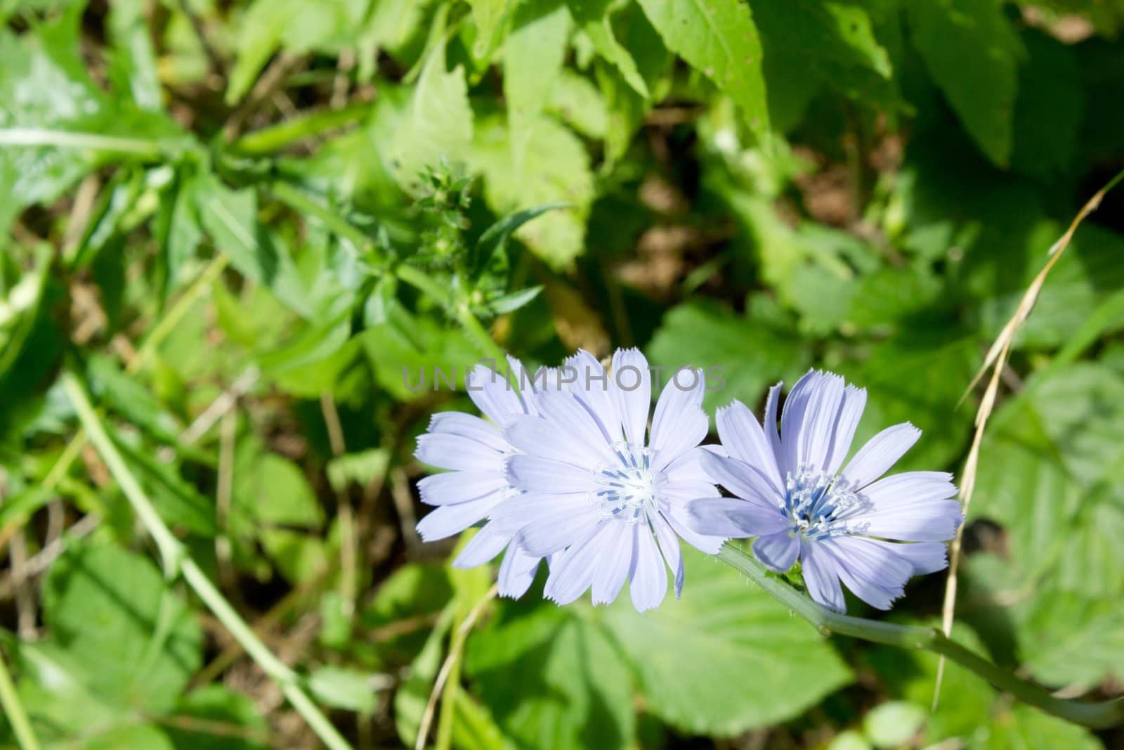 Beautiful european cichorium