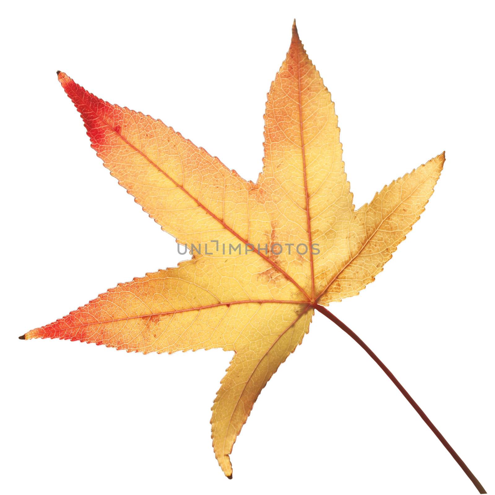 An autumn leaf from a sweetgum tree isolated on white (with clipping path)