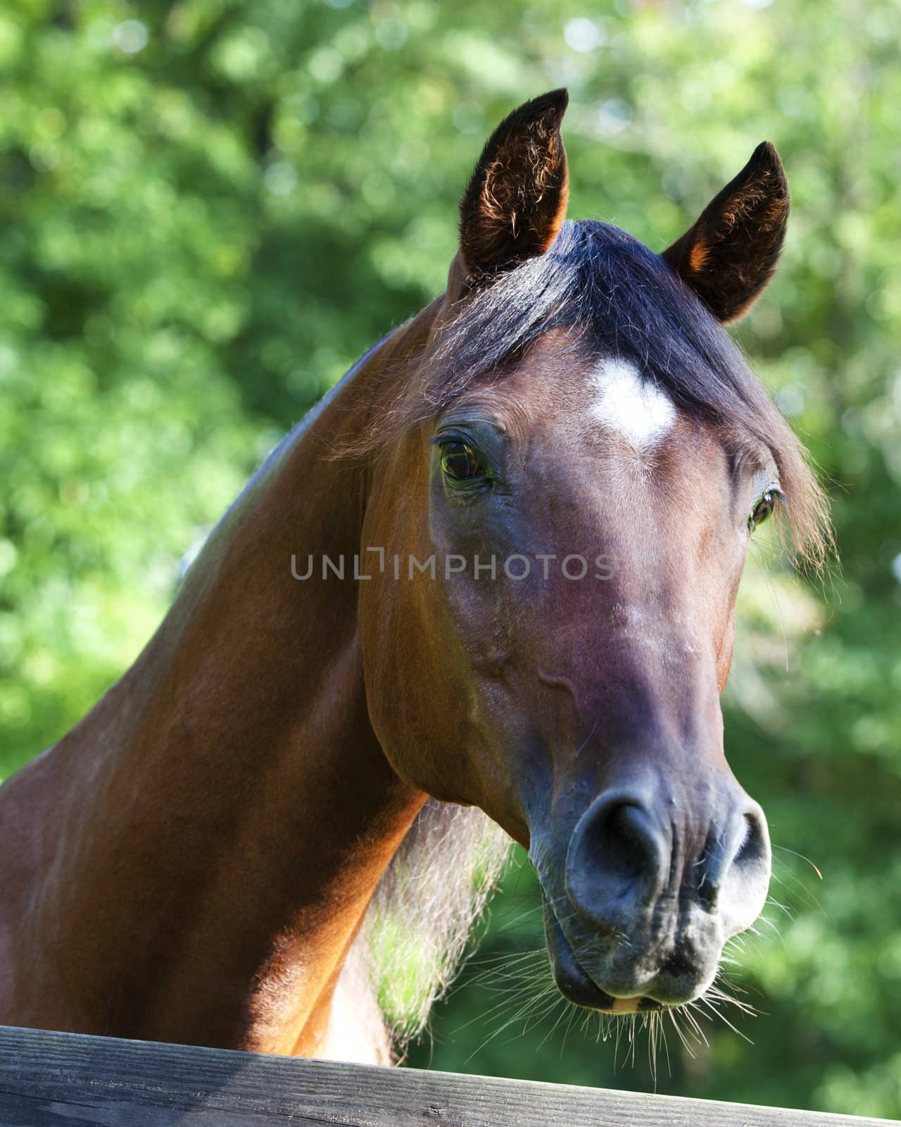 Polish Arabian bay male horse looking over fence portrait