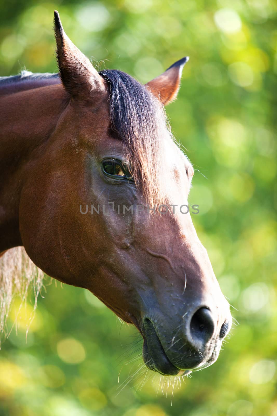 Polish Arabian bay male horse profile