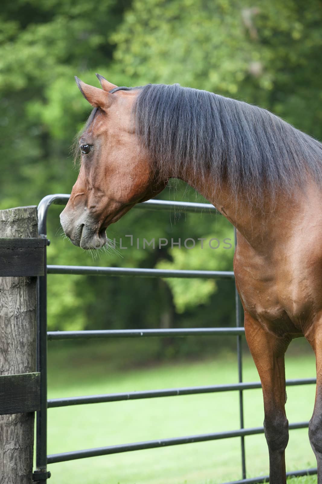 Arabian bay male horse looking outside of the gate