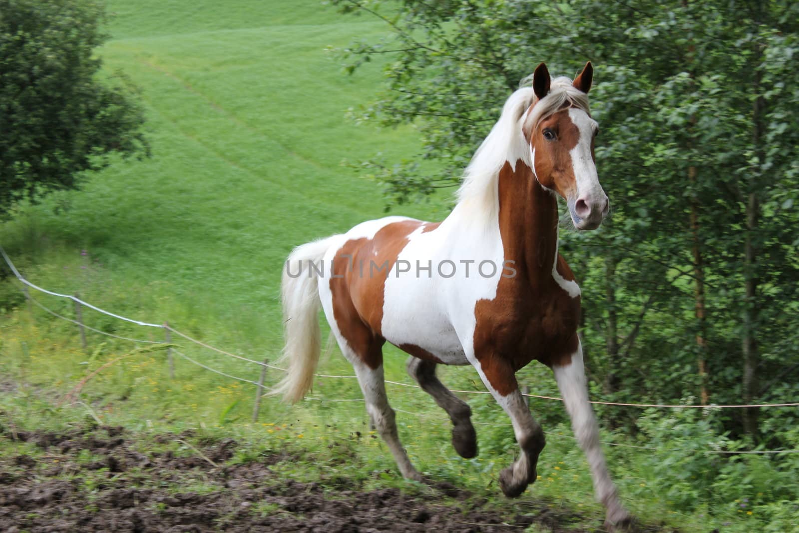 Running horse by Jannsel