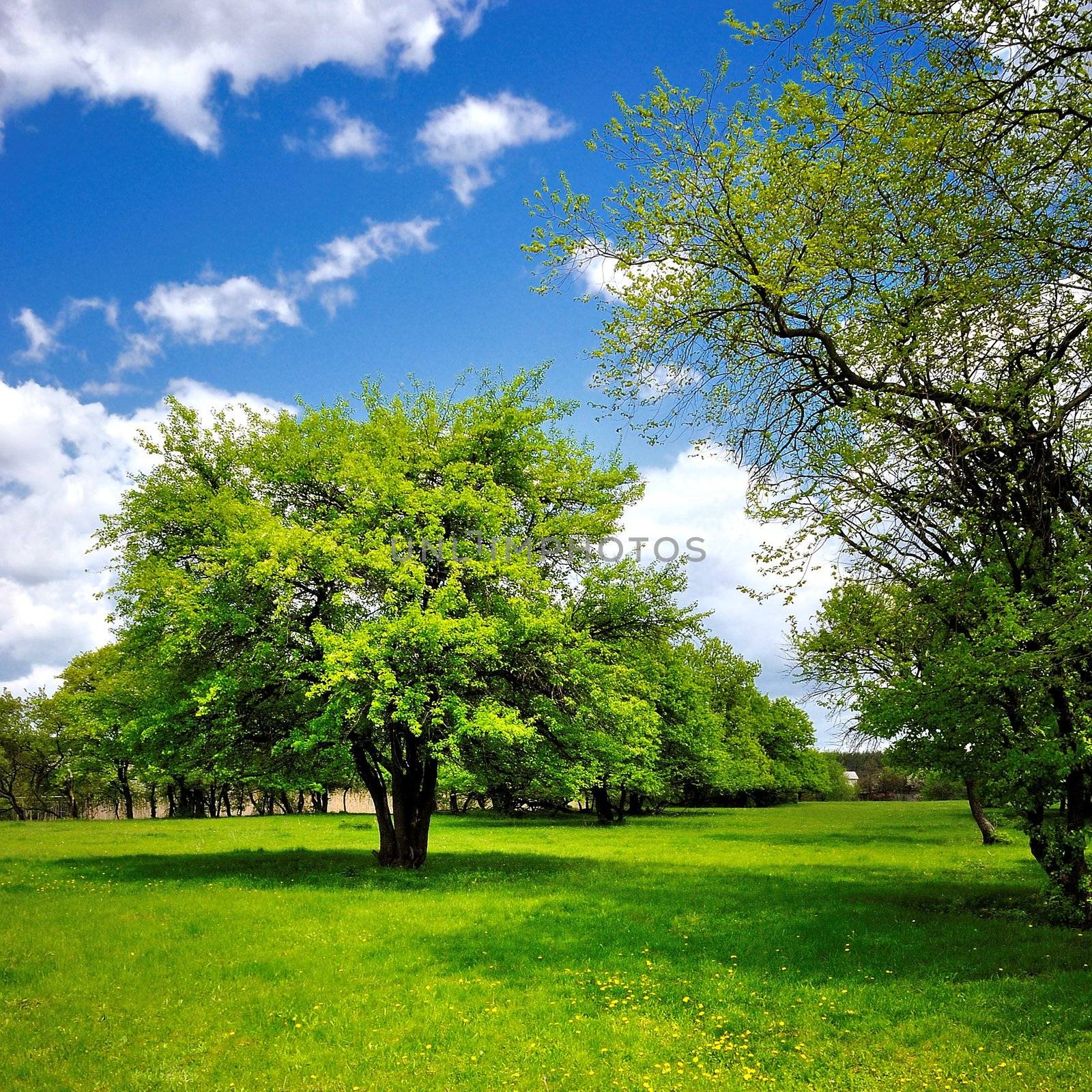 Single tree on the green spring meadow under blue sky