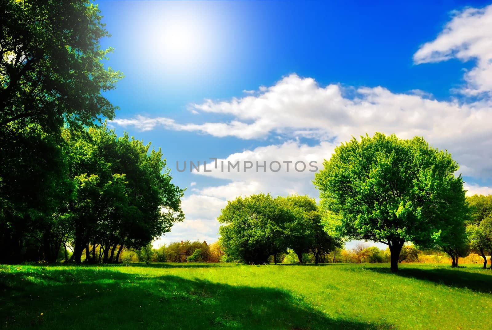 green spring meadow under the shade trees