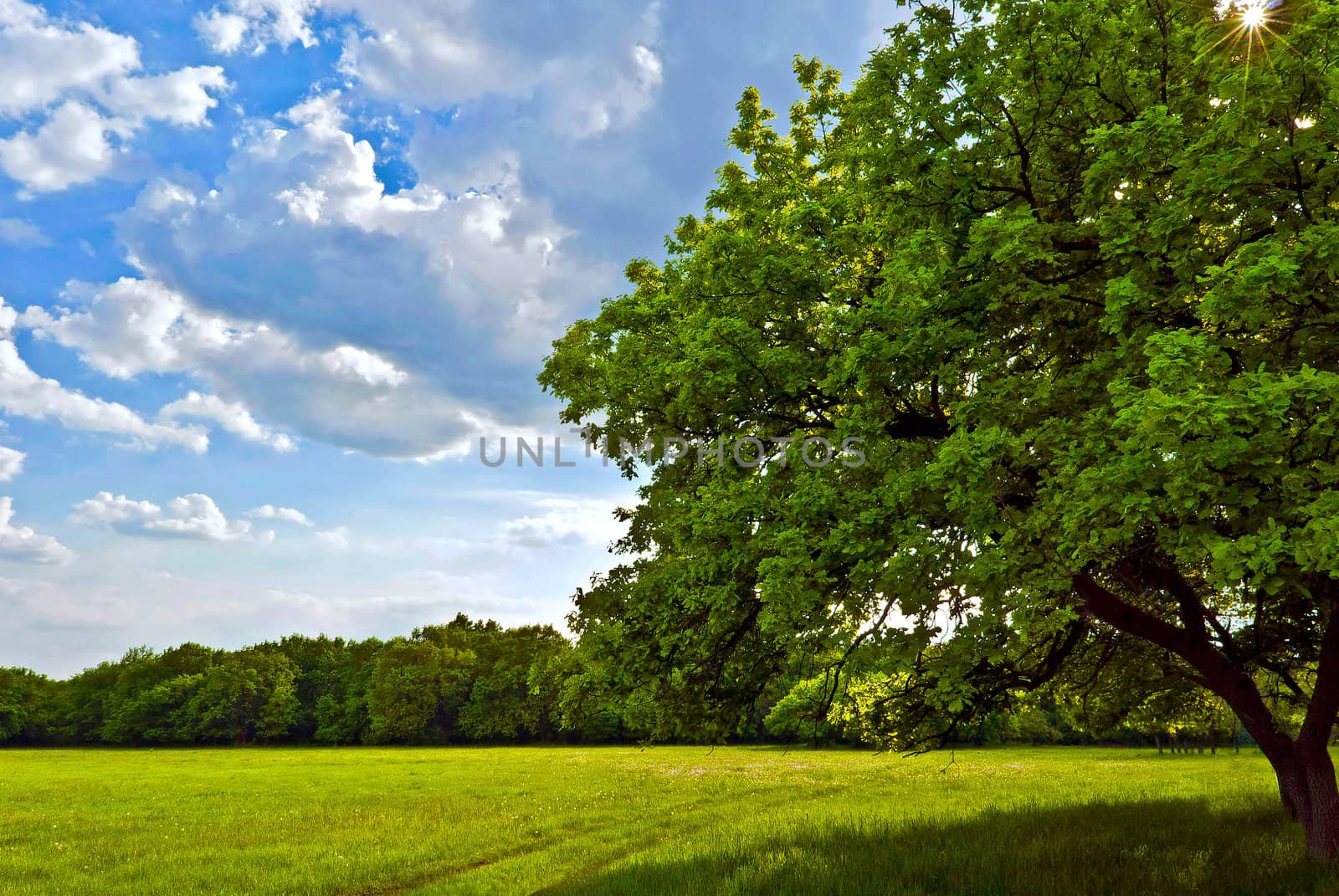 Tree spring day on a green field under a bright sun