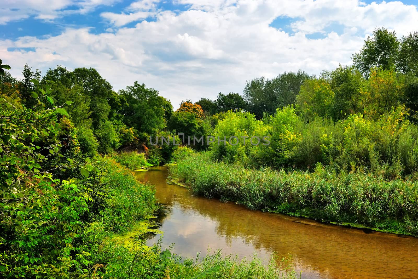 The river with reed banks in the woods