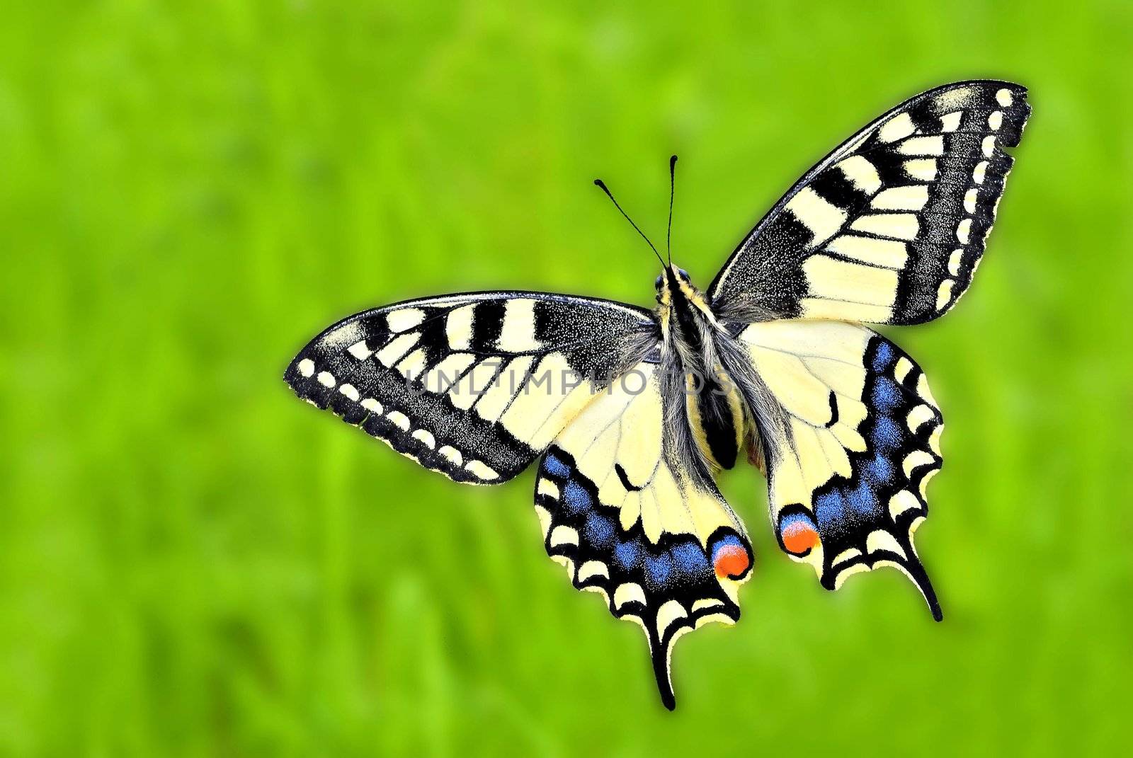 Yellow machaon on blurred green grass background