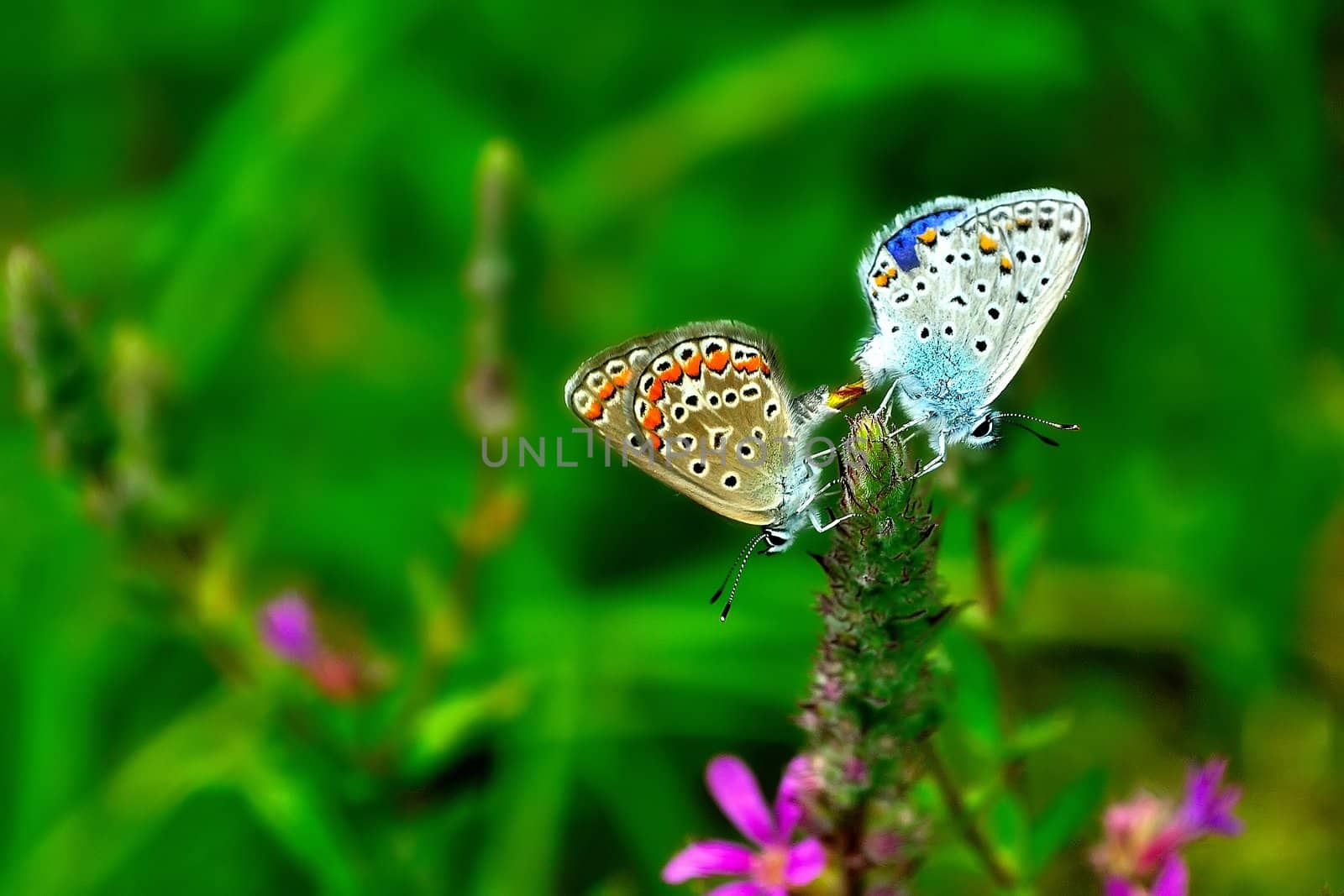 A pair of romantic butterfly on a flower