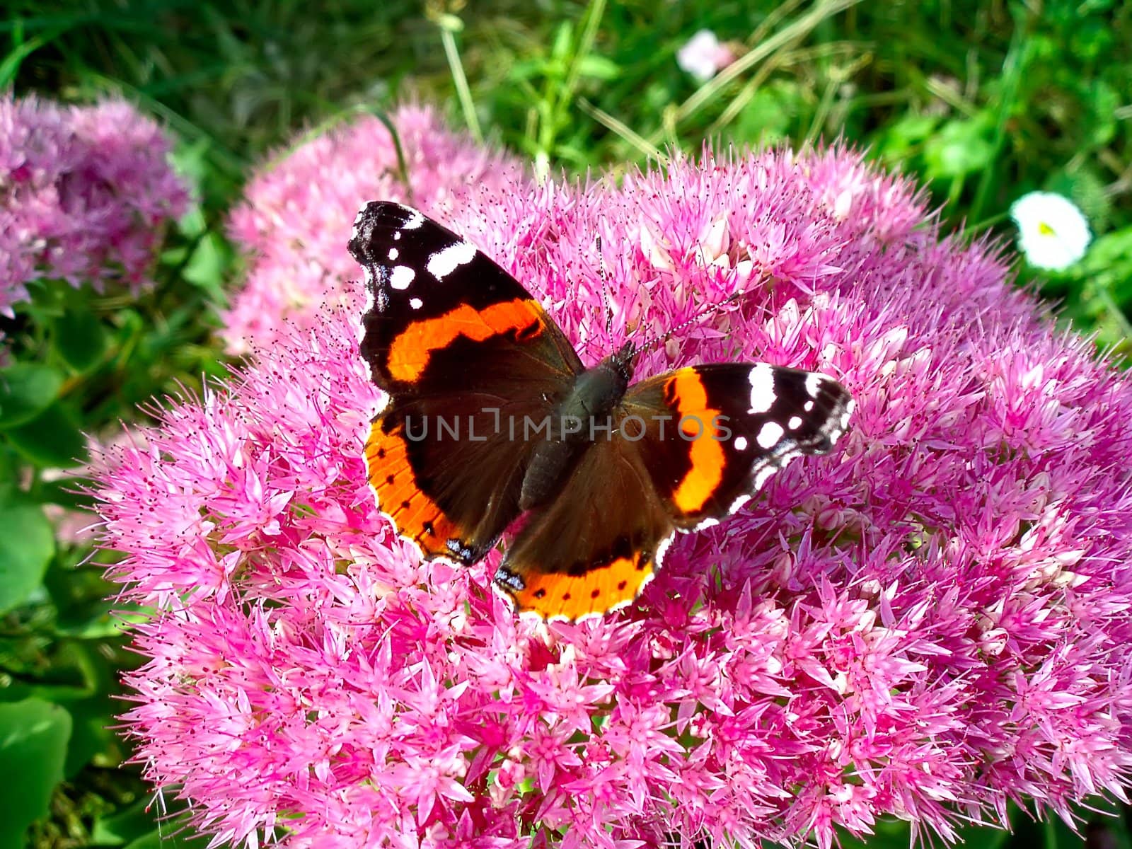 Butterfly Red Admiral is sitting on a pink flower