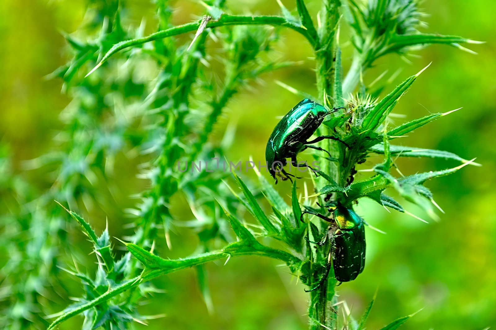 Two rose chafers (Cetonia aurata) on a green stem plants