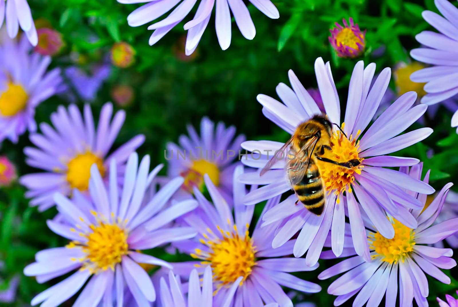 Bee on a purple aster by azjoma