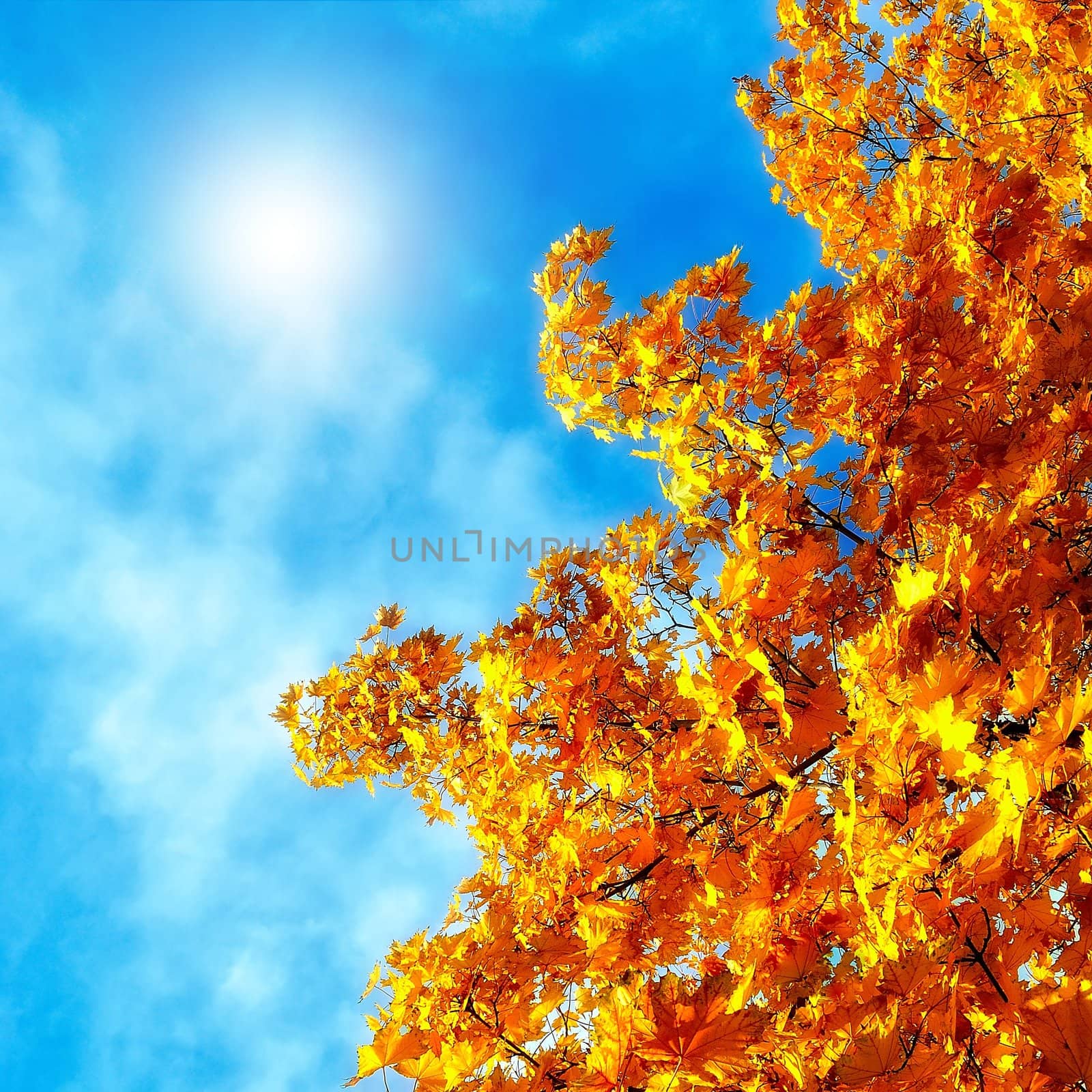 Autumn leaves of maple against the blue sky with bright sunshine