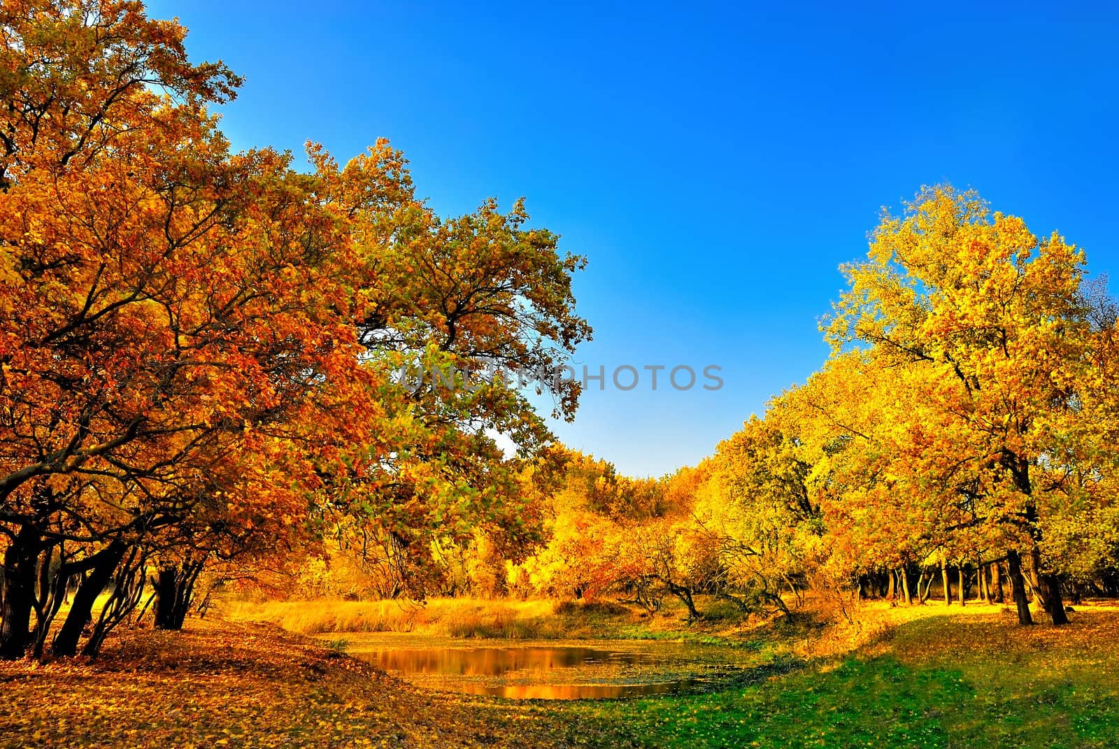 Autumn forest and a small lake in the background of blue sky
