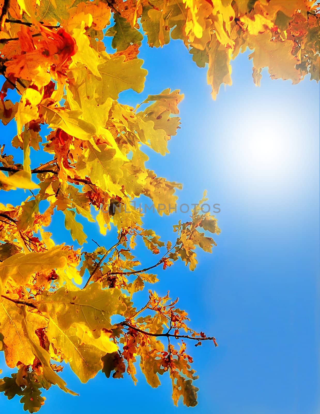 Autumn oak leaves against the blue sky with bright sunshine