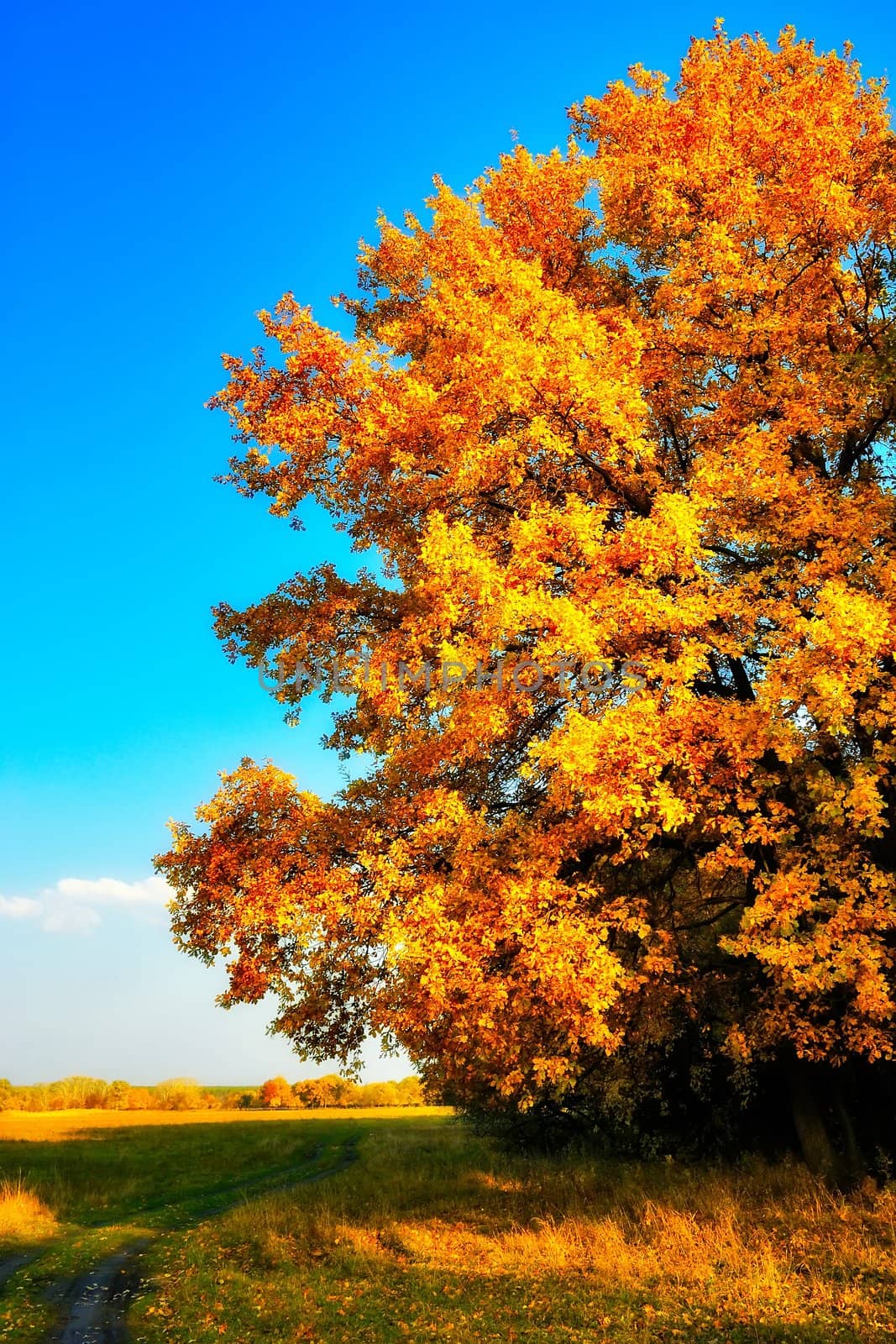 Single autumn oak under a blue sky