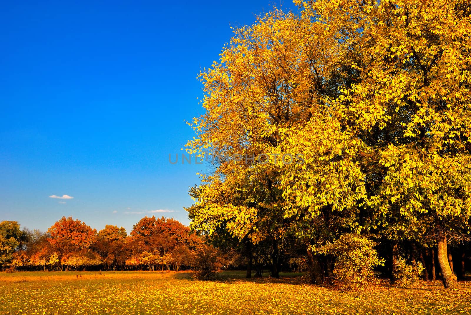 Autumn tree in the meadow before the forest under a blue sky
