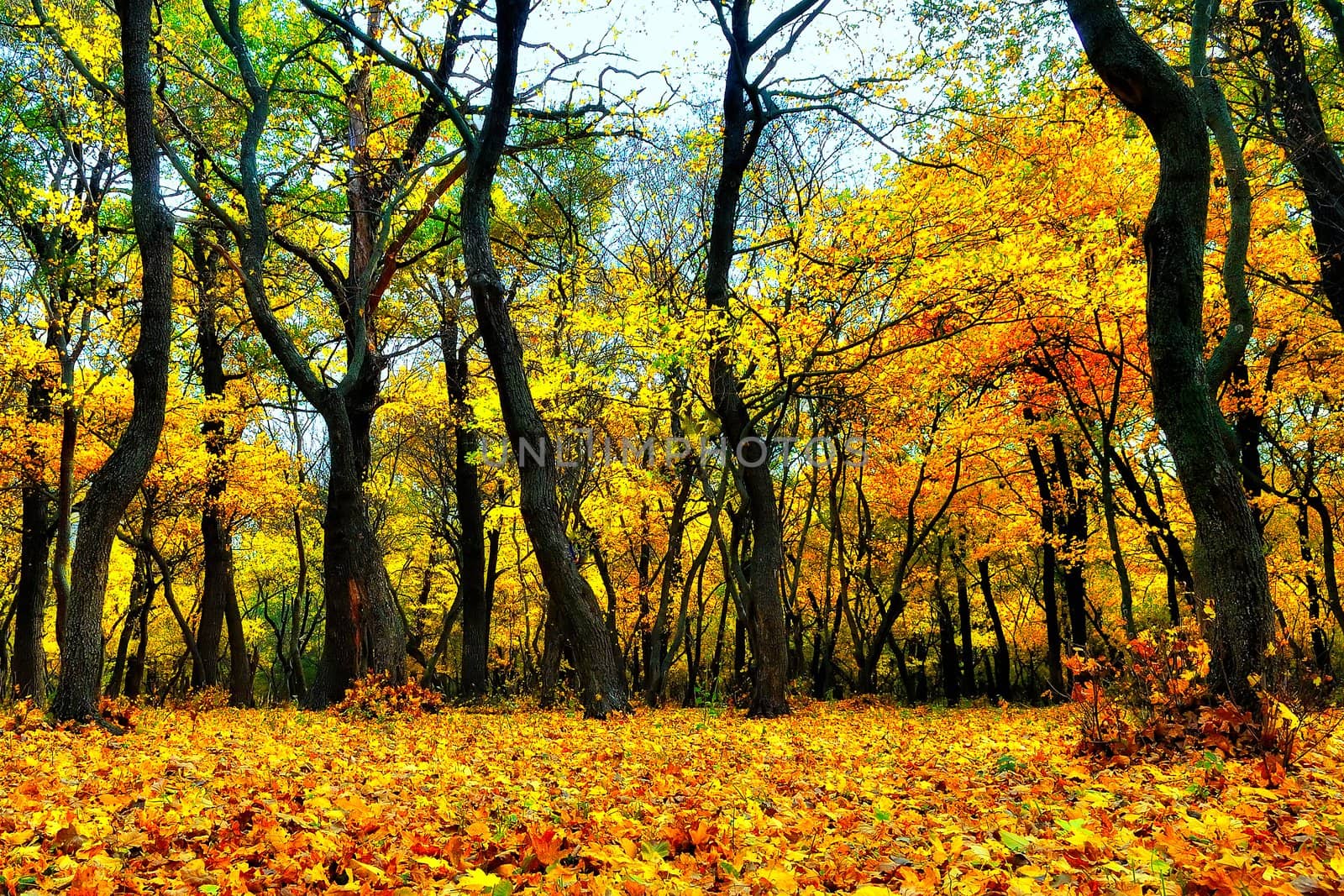 Yellow leaves on the ground in the autumn forest